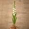 White Gladiolus Flower Stems, 3ct.